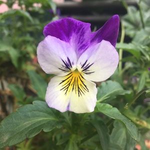 Meet your Posher, Julia